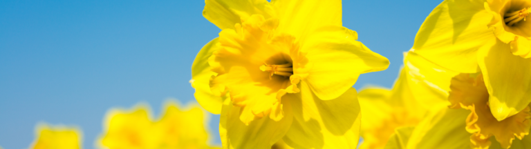 Close up photo of daffodils in a field with sky in the background